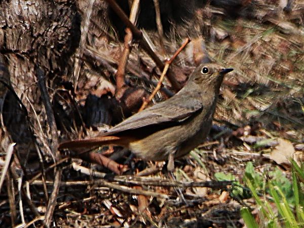 Codirosso spazzacamino  - Pierre & Carmen Noël / Pixner
