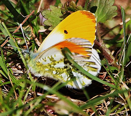 Anthocharis cardamines  - Pierre & Carmen Noël / Pixner