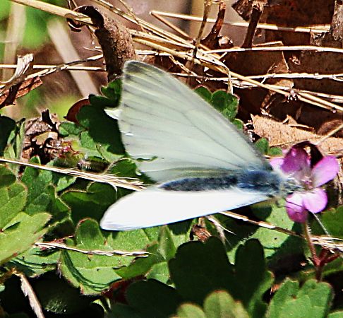 Pieris sp.  - Pierre & Carmen Noël / Pixner
