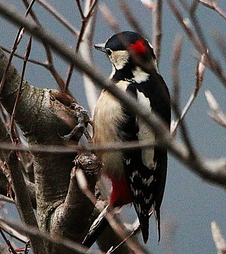 Picchio rosso maggiore  - Pierre & Carmen Noël / Pixner