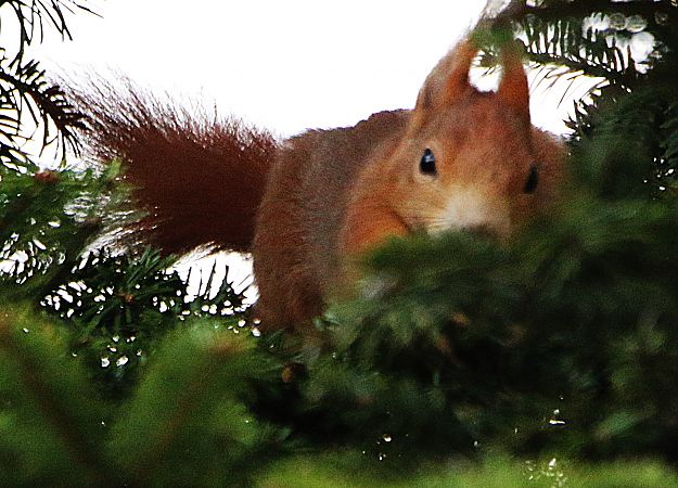 Scoiattolo comune europeo  - Pierre & Carmen Noël / Pixner