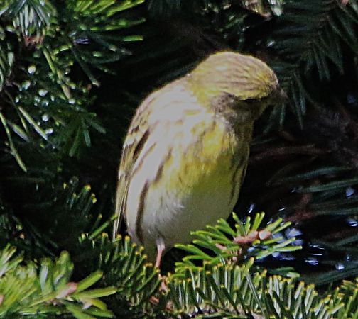 European Serin  - Pierre & Carmen Noël / Pixner