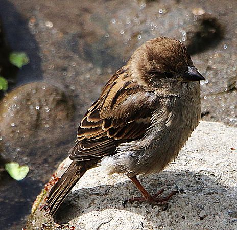 Passera d'Italia  - Pierre & Carmen Noël / Pixner