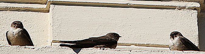 Rondine montana  - Pierre & Carmen Noël / Pixner