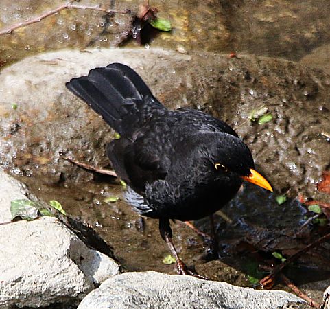 Merlo  - Pierre & Carmen Noël / Pixner