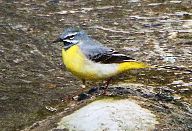Ballerina gialla  - Pierre & Carmen Noël / Pixner