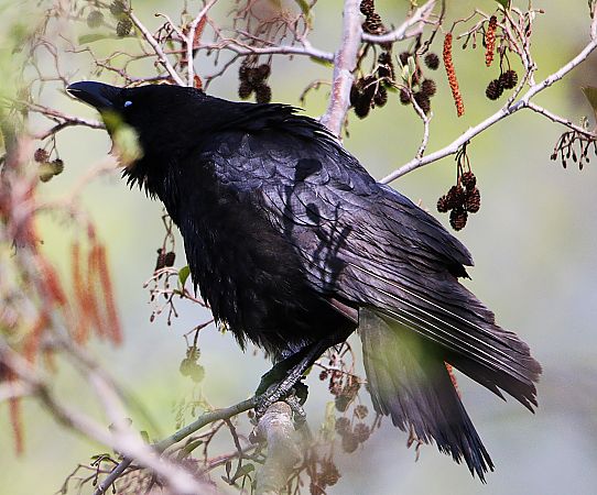 Cornacchia grigia  - Pierre & Carmen Noël / Pixner