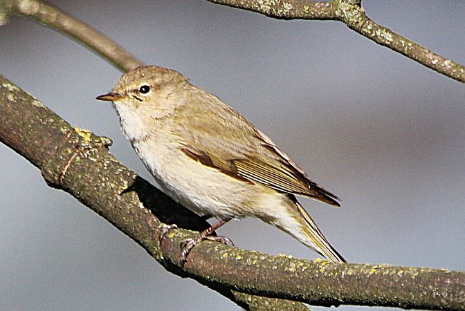 Luì grosso  - Pierre & Carmen Noël / Pixner