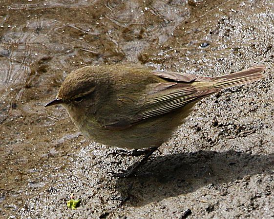 Luì piccolo  - Pierre & Carmen Noël / Pixner
