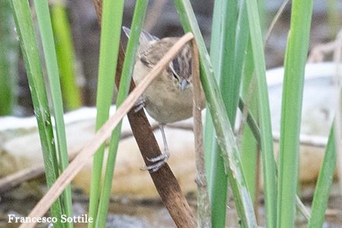 Forapaglie comune  - Francesco Sottile