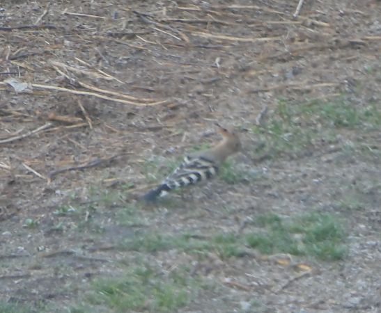 Upupa  - Fabio Angeli