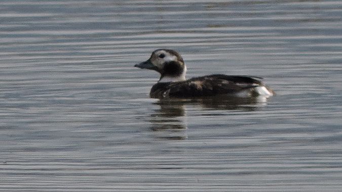 Moretta codona  - Riccardo de Santis