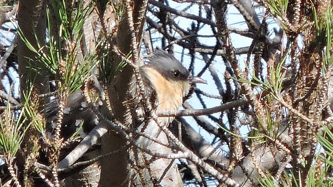 Cuculo dal ciuffo  - Riccardo de Santis