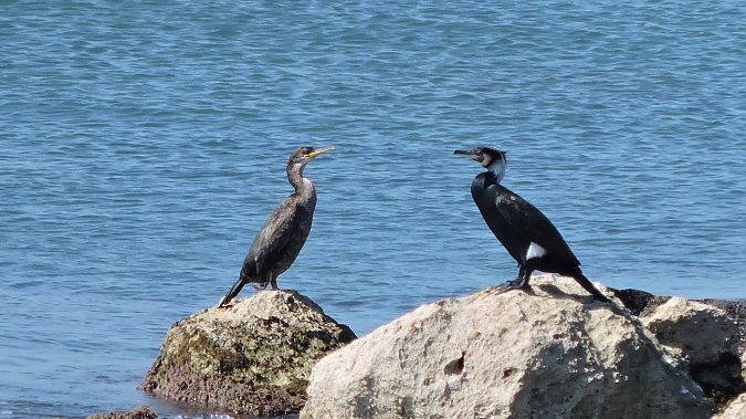 Marangone dal ciuffo  - Riccardo de Santis
