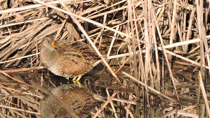 Voltolino  - Riccardo de Santis