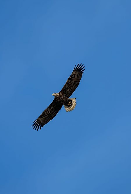 Pygargue à queue blanche  - Anonyme