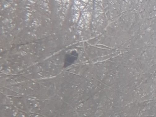 Aquila imperiale  - Mathieu Pélissié