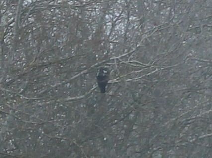 Aquila imperiale  - Mathieu Pélissié