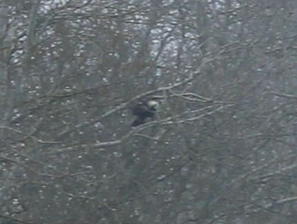 Aquila imperiale  - Mathieu Pélissié