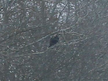 Aquila imperiale  - Mathieu Pélissié