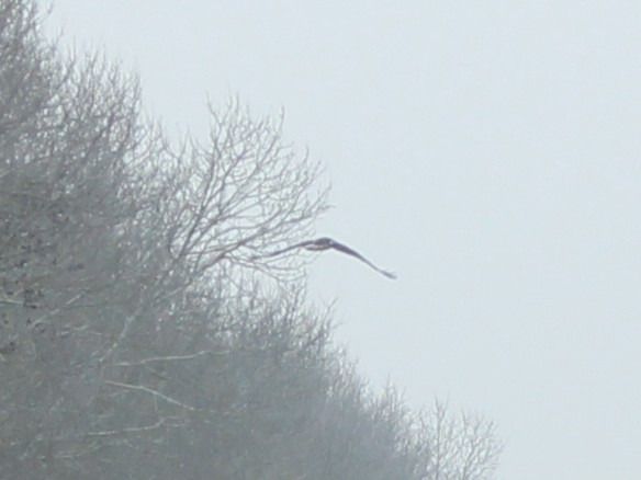 Aquila imperiale  - Mathieu Pélissié
