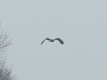 Aquila imperiale  - Mathieu Pélissié