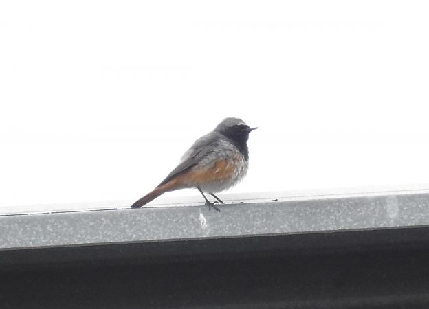 Passeriforme indet.  - Alessandra Fontenla