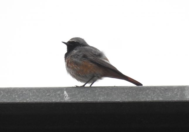 Passeriforme indet.  - Alessandra Fontenla