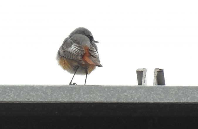 Passereau indéterminé  - Alessandra Fontenla