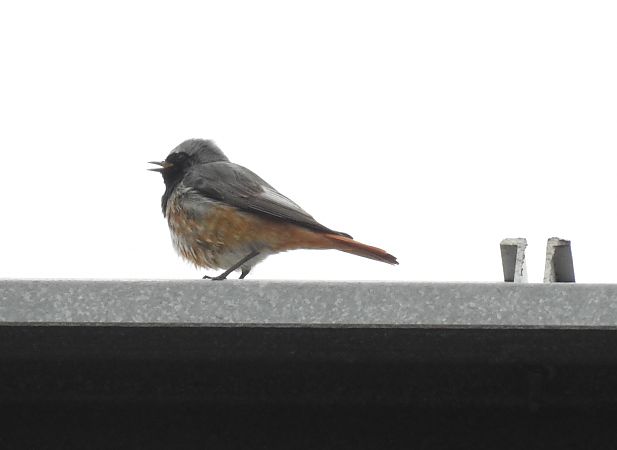 Passeriforme indet.  - Alessandra Fontenla