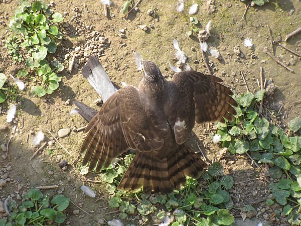 Sparviere  - Carlo Ciani