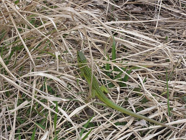 Ramarro orientale / occidentale  - Carlo Ciani