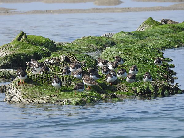 Voltapietre  - Francesco Scarton