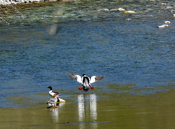 Smergo maggiore  - Francesco Scarton