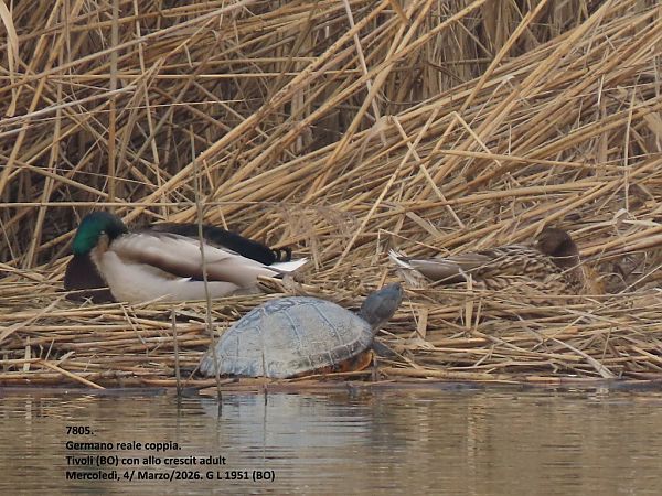 Germano reale  - Giorgio Leoni