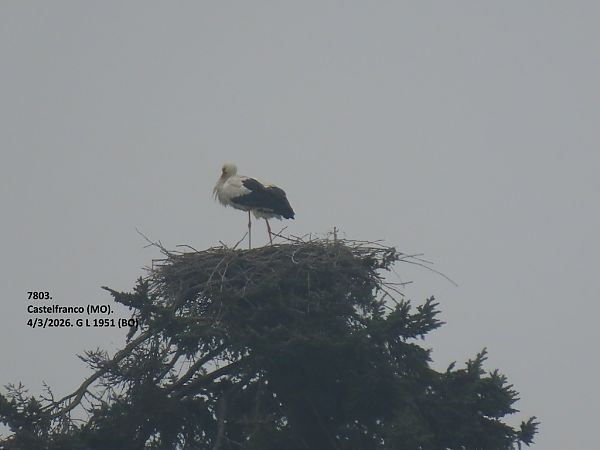 Cicogna bianca  - Giorgio Leoni