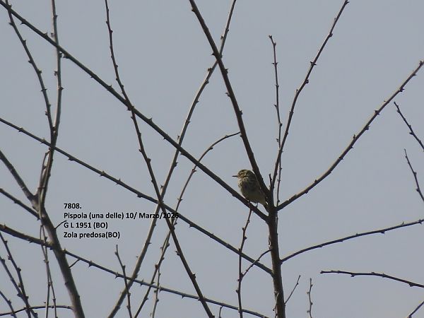 Pispola  - Giorgio Leoni