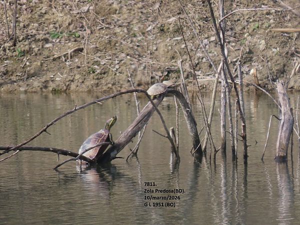 Testuggine palustre dalle orecchie rosse  - Giorgio Leoni