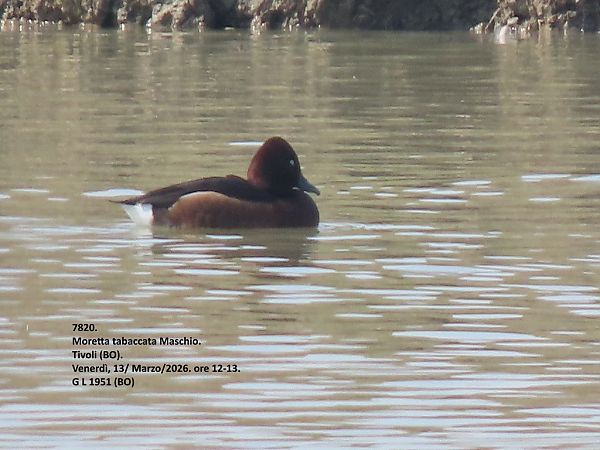 Moretta tabaccata  - Giorgio Leoni