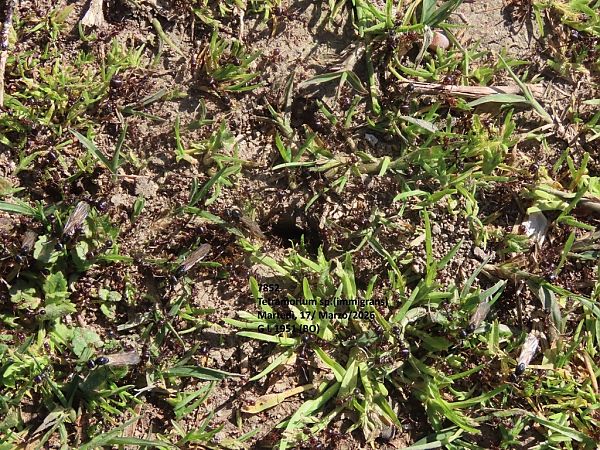 Hymenoptera sp.  - Giorgio Leoni