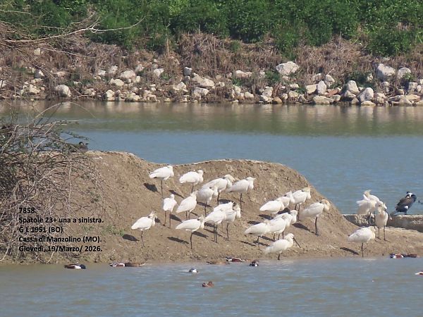 Spatola  - Giorgio Leoni