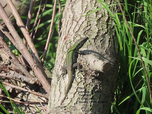 Lucertola muraiola  - Giorgio Leoni