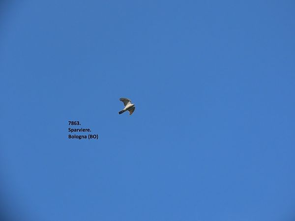 Sparviere  - Giorgio Leoni