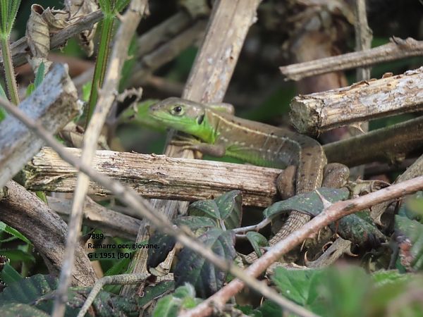 Ramarro orientale / occidentale  - Giorgio Leoni