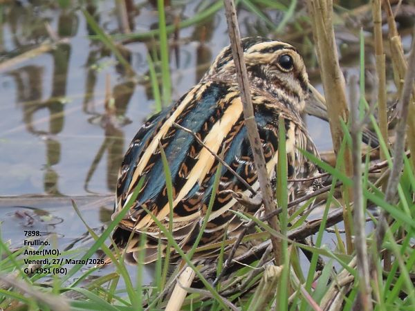 Frullino  - Giorgio Leoni