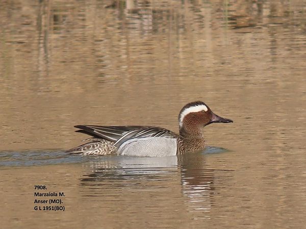 Marzaiola  - Giorgio Leoni