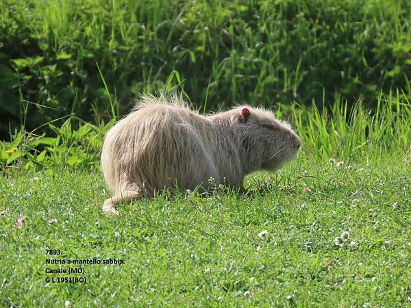 Nutria  - Giorgio Leoni