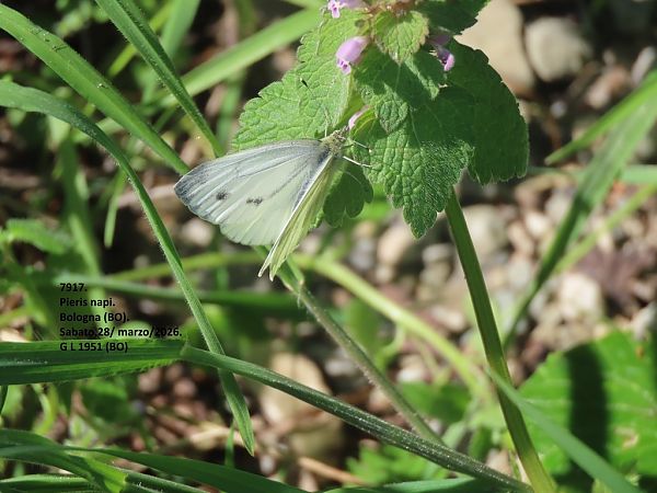 Pieris napi  - Giorgio Leoni