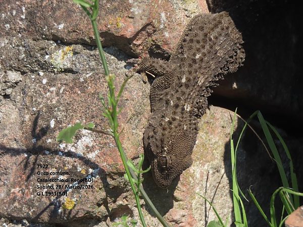Tarente de Maurétanie  - Giorgio Leoni