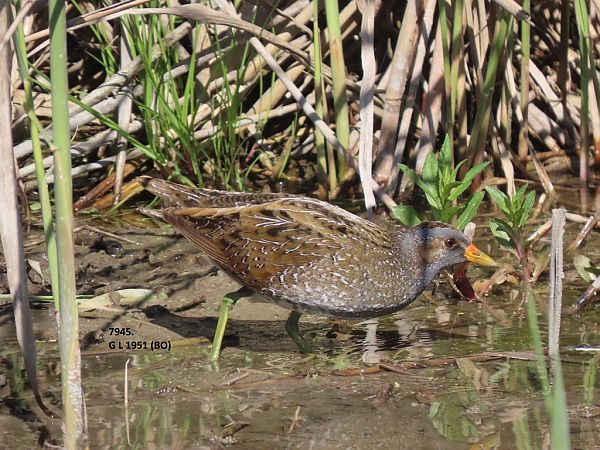 Voltolino  - Giorgio Leoni